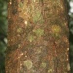 Abarema jupunba Ŝelo