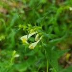 Melampyrum pratenseFlower