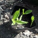 Polygonatum odoratum Inny