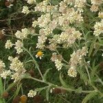 Pseudognaphalium undulatum Flower