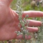 Artemisia frigida 花