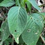 Ruellia lactea Leaf