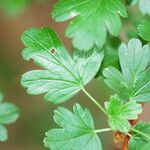 Ribes roezlii Leaf