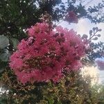 Lagerstroemia speciosa花