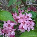 Weigela floridaBlodyn