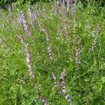 Vicia dalmatica Flor