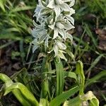 Ornithogalum boucheanum Λουλούδι