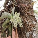 Cyrtorchis crassifolia Flor