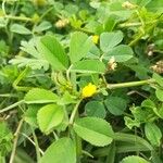 Medicago rigidula ഇല