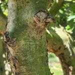 Commiphora schimperi Bark