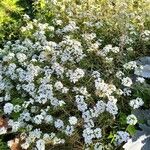 Lobularia maritimaFlower