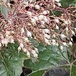 Heuchera micrantha Flower