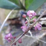 Polystachya concreta Flower