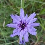 Catananche caerulea Flower