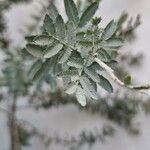 Acacia baileyana Blad