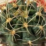 Gymnocalycium anisitsii Hábito