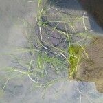 Zannichellia palustris Yaprak