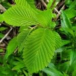 Ulmus americanaFolha