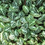 Begonia imperialis Hábito