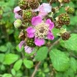 Rubus ulmifoliusᱵᱟᱦᱟ