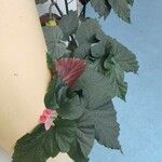 Begonia aconitifolia Folla