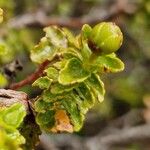 Hypericum balearicum Blatt