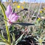 Misopates orontium 花