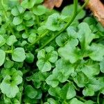 Cardamine flexuosa Leaf