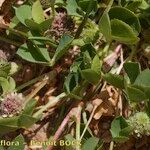 Trifolium glomeratum Övriga