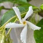 Trachelospermum jasminoides Blomma