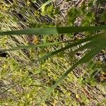 Gladiolus illyricus 葉