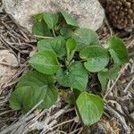 Viola odorata Leaf