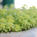 Sedum japonicum Virág