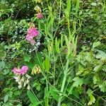 Lathyrus latifoliusফুল