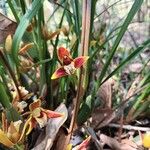 Maxillariella tenuifolia Flor
