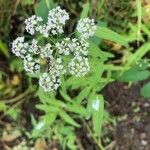 Sium latifolium Flower