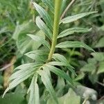 Valeriana officinalis 葉