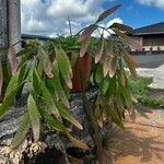 Pseudorhipsalis ramulosaFolha