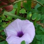Ipomoea cairica പുഷ്പം