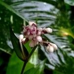 Pollia japonica Flor