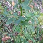 Hypericum tetrapterum Foglia