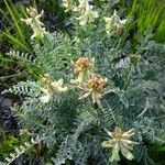 Astragalus miguelensis Hoja
