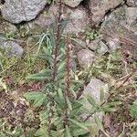 Lysimachia minoricensis Hábito