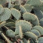 Opuntia engelmannii Leaf