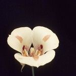 Calochortus venustus Blüte