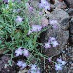 Matthiola tricuspidataFlower