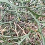 Citrus trifoliata Bark