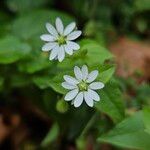 Stellaria aquatica ᱵᱟᱦᱟ