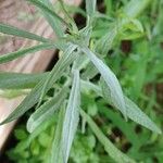 Artemisia ludoviciana Deilen