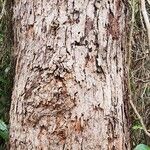 Eucalyptus botryoides Кора